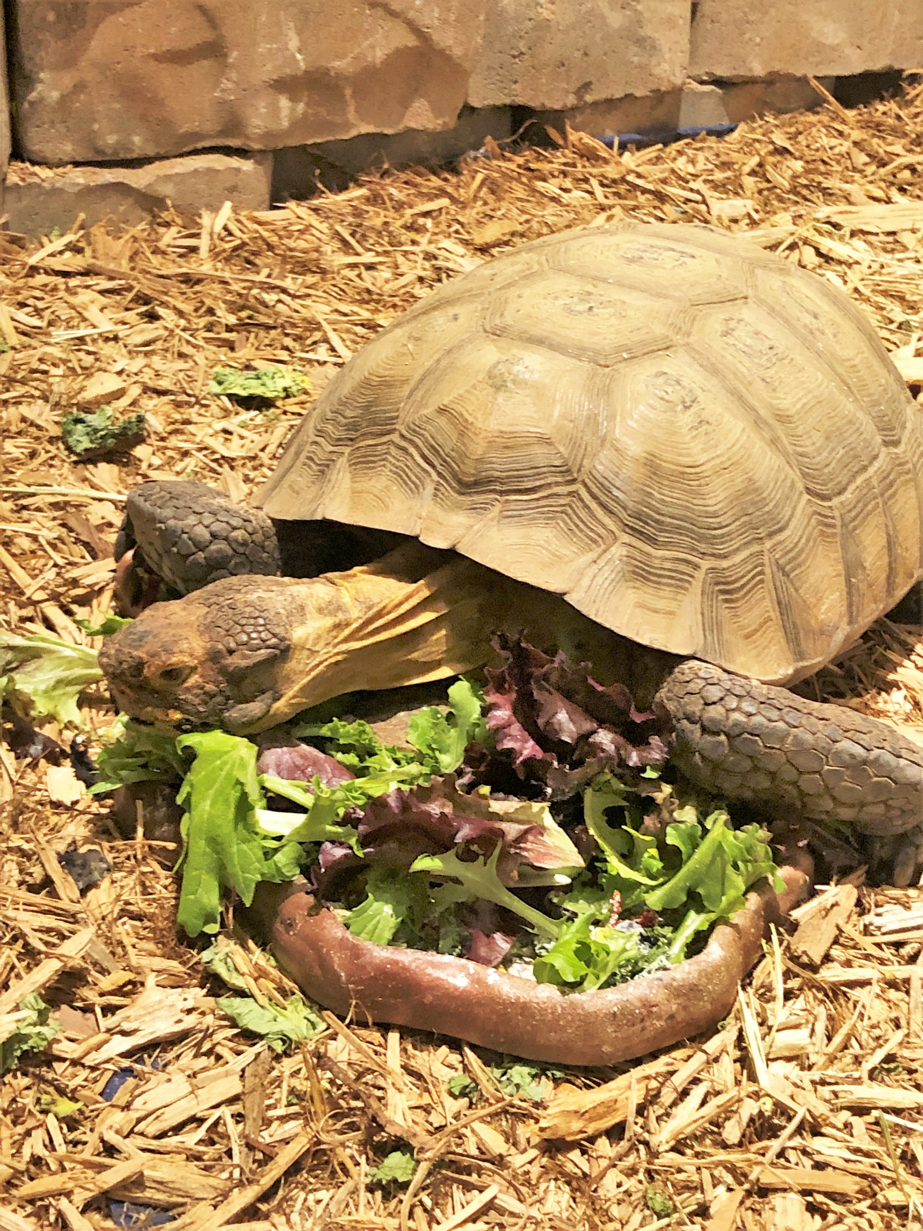 Pedro_Tortoise Habitat - Catawba Science Center | Catawba Science ...