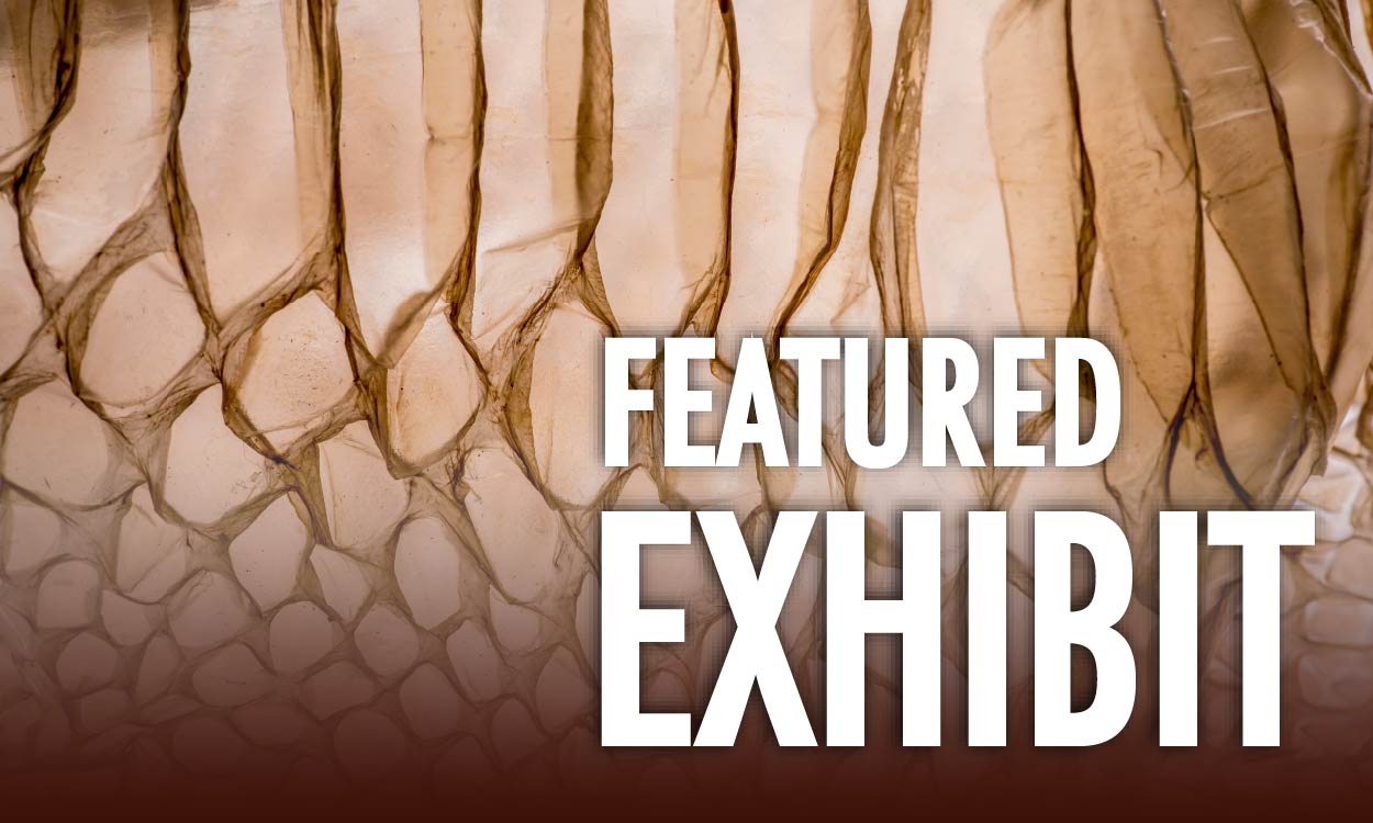 Featured Exhibits